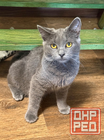 Ищу любящих хозяев Донецк - изображение 2