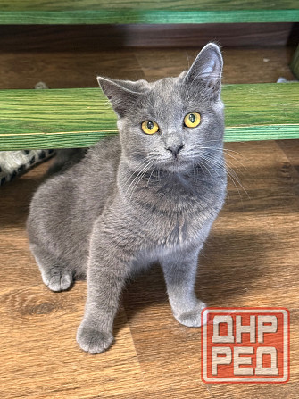 Ищу любящих хозяев Донецк - изображение 3