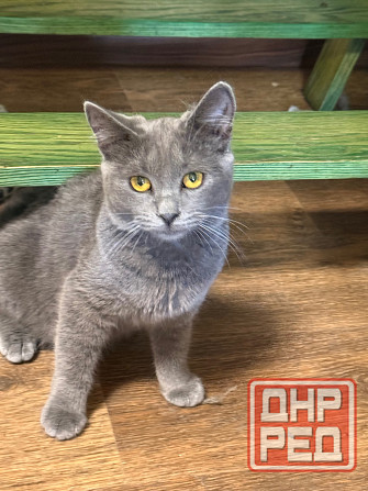 Ищу любящих хозяев Донецк - изображение 1