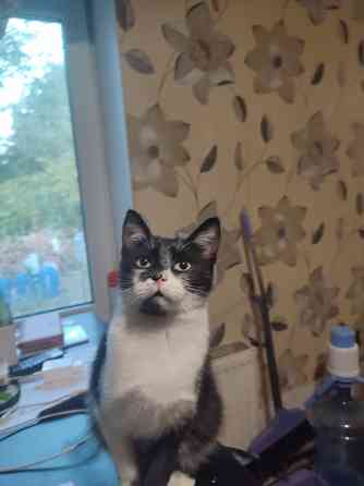 Отдам кота в хорошие руки Донецк