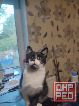 Отдам кота в хорошие руки Донецк - изображение 1