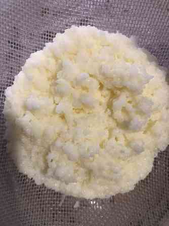 Молочный гриб (тибетский) Донецк