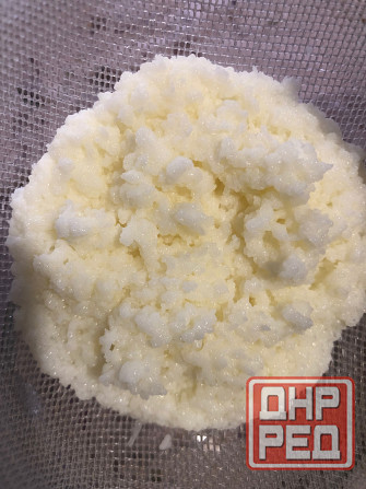 Молочный гриб (тибетский) Донецк - изображение 1