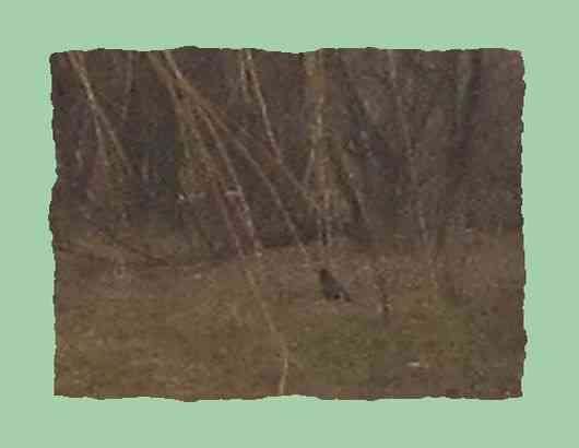 Когда идёт "Хвощ" после дождя Донецк