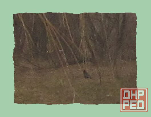 Когда идёт "Хвощ" после дождя Донецк - изображение 1