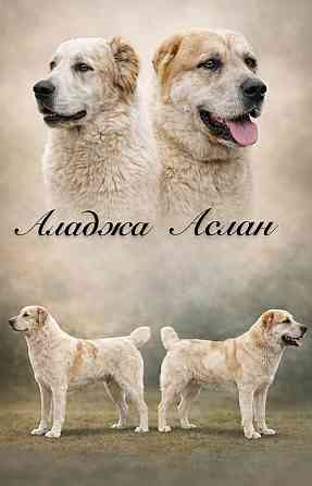 Щенки Алабая (Среднеазиатская овчарка) 70000 руб Макеевка