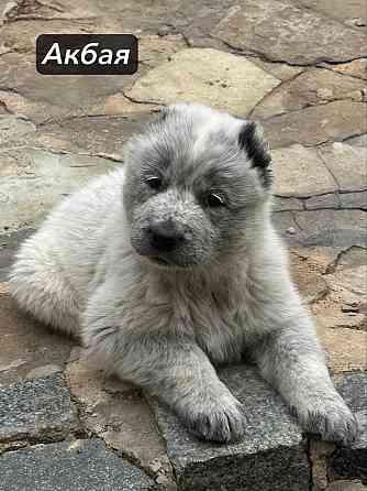 Щенки Алабая (Среднеазиатская овчарка) 70000 руб Макеевка