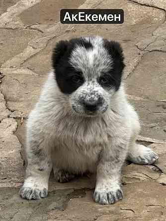 Щенки Алабая (Среднеазиатская овчарка) 70000 руб Макеевка