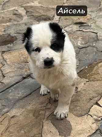 Щенки Алабая (Среднеазиатская овчарка) 70000 руб Макеевка