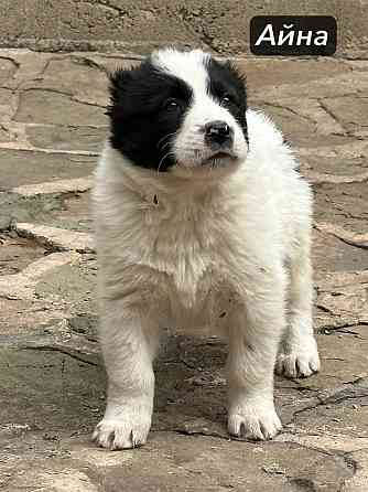 Щенки Алабая (Среднеазиатская овчарка) 70000 руб Макеевка