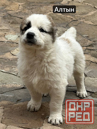 Щенки Алабая (Среднеазиатская овчарка) 70000 руб Макеевка - изображение 5