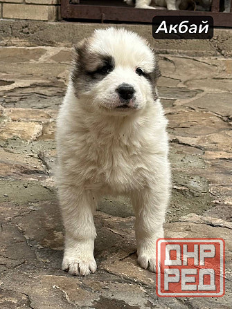 Щенки Алабая (Среднеазиатская овчарка) 70000 руб Макеевка - изображение 8