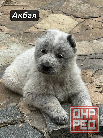 Щенки Алабая (Среднеазиатская овчарка) 70000 руб Макеевка - изображение 2