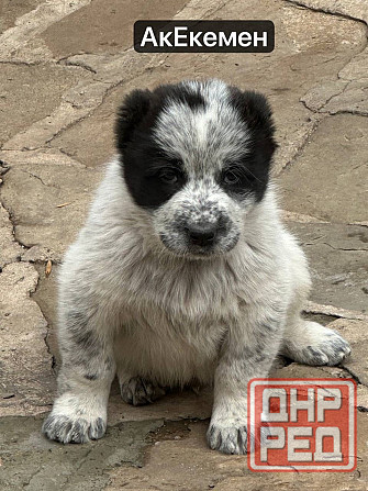 Щенки Алабая (Среднеазиатская овчарка) 70000 руб Макеевка - изображение 6