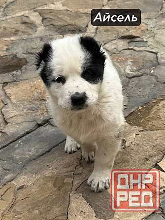 Щенки Алабая (Среднеазиатская овчарка) 70000 руб Макеевка - изображение 3