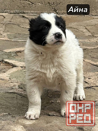 Щенки Алабая (Среднеазиатская овчарка) 70000 руб Макеевка - изображение 4