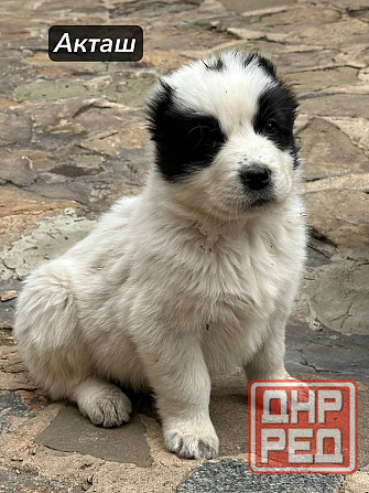 Щенки Алабая (Среднеазиатская овчарка) 70000 руб Макеевка - изображение 7