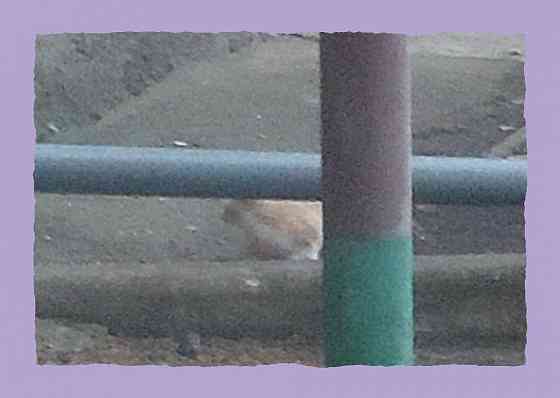 Машина времени, после Хвоща Донецк