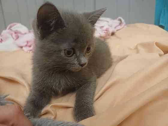 Котята британцы Донецк