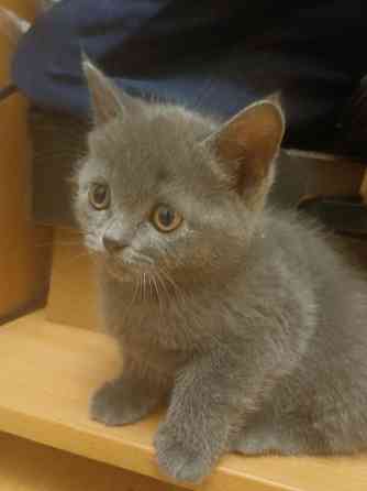 Котята британцы Донецк