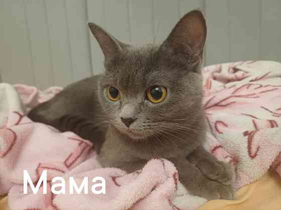 Котята британцы Донецк