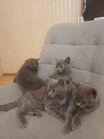 Котята британцы Донецк