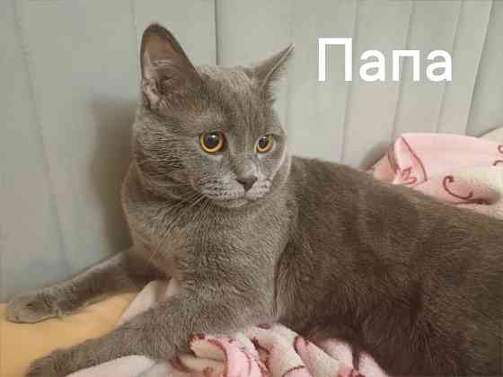 Котята британцы Донецк