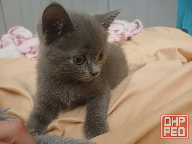 Котята британцы Донецк - изображение 2