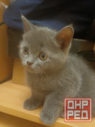 Котята британцы Донецк - изображение 1