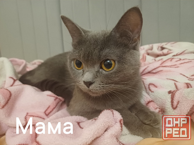 Котята британцы Донецк - изображение 5