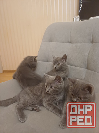 Котята британцы Донецк - изображение 3
