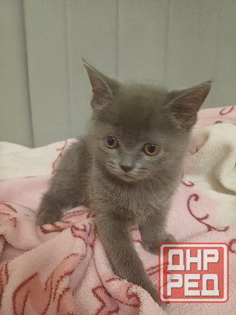 Котята британцы Донецк - изображение 4