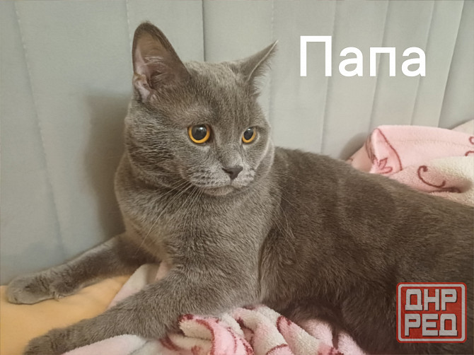 Котята британцы Донецк - изображение 6