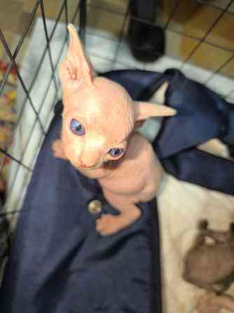 Котята канадского сфинкса Донецк