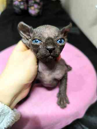 Котята канадского сфинкса Донецк