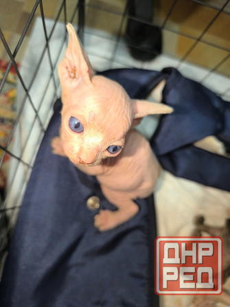 Котята канадского сфинкса Донецк - изображение 2