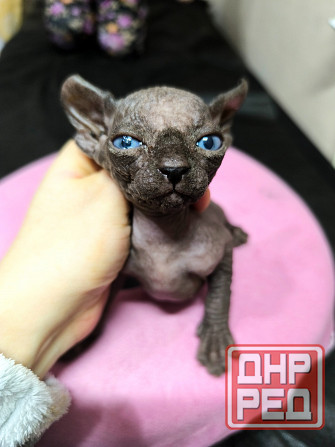 Котята канадского сфинкса Донецк - изображение 1