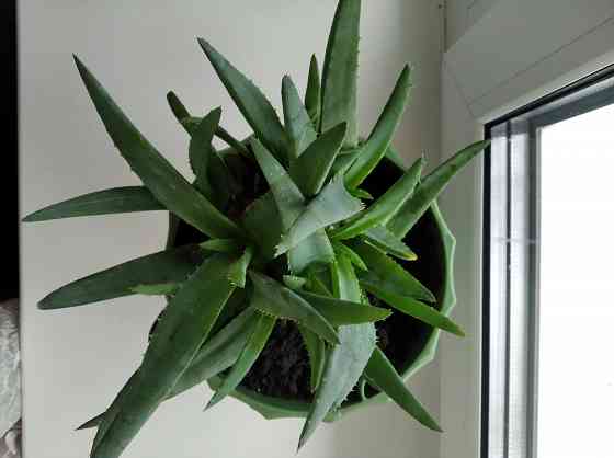 Алоэ Вера цветок Донецк