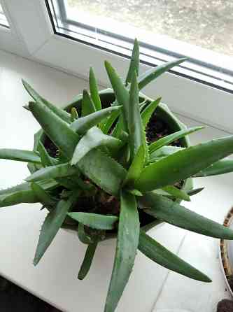 Алоэ Вера цветок Донецк