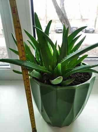 Алоэ Вера цветок Донецк