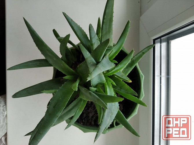 Алоэ Вера цветок Донецк - изображение 1
