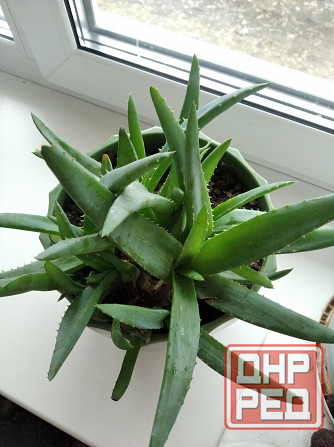 Алоэ Вера цветок Донецк - изображение 3