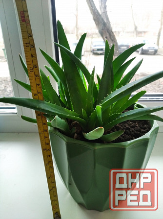 Алоэ Вера цветок Донецк - изображение 2