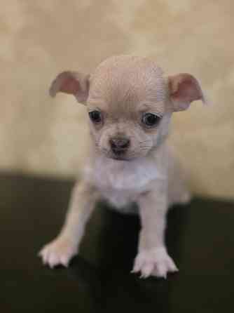 Щенки чихуахуа Донецк