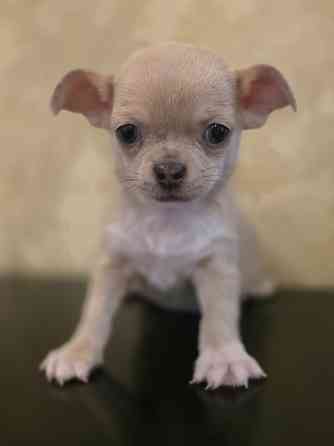 Щенки чихуахуа Донецк