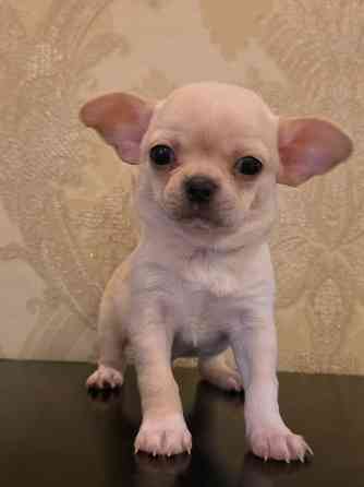 Щенки чихуахуа Донецк