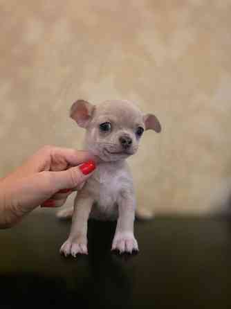 Щенки чихуахуа Донецк