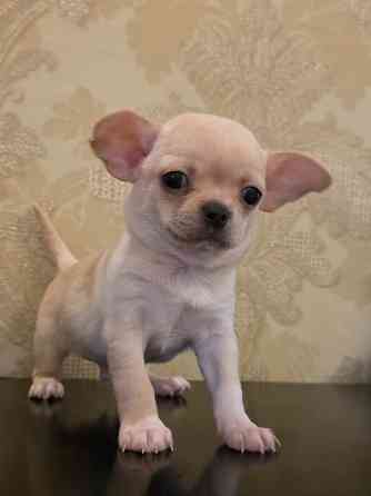 Щенки чихуахуа Донецк