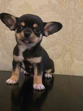 Щенки чихуахуа Донецк