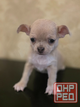 Щенки чихуахуа Донецк - изображение 3